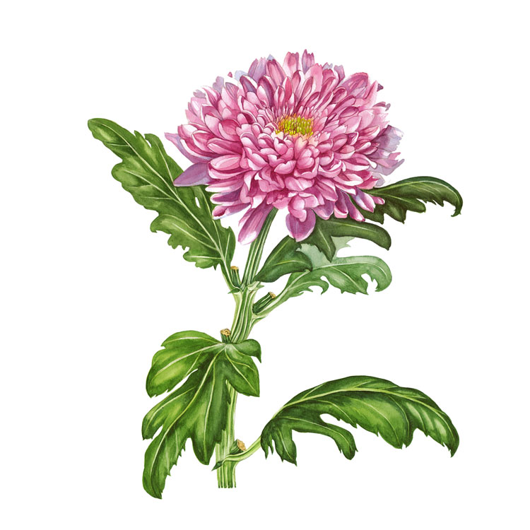 شاخه گل داوودی